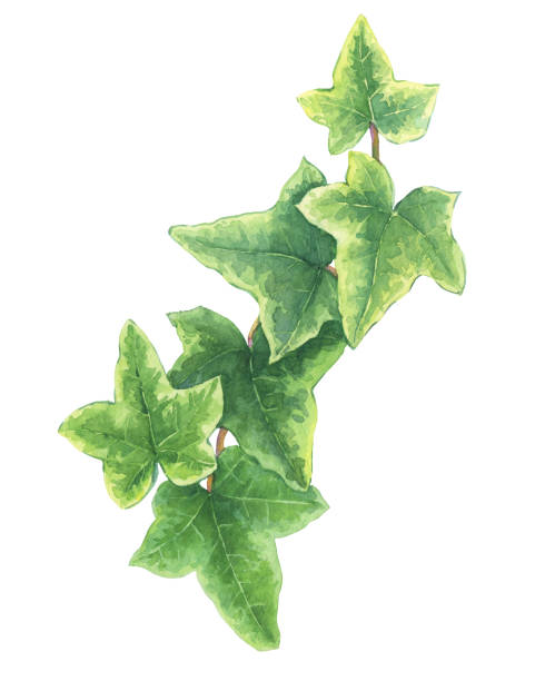 녹색 지점 hedera nepalensis (hedera 나선) 일반적으로 아이비 라고 꽃 식물 그림입니다. 손으로 그린 수채화 그림 그림 흰색 배경에 고립. - creeper plant herb frame isolated stock illustrations