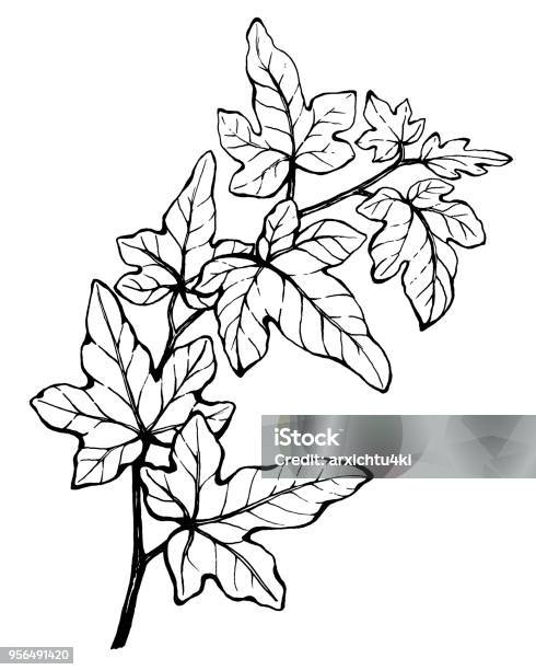 Graphic Of Branch Hedera Nepalensis Commonly Called Ivy Black And White Outline Illustration Hand Drawn Work Isolated On White Background Stock Illustration - Download Image Now