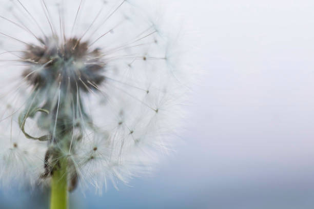 istock Beautiful dandelion flower closeup, selective focus 956499326