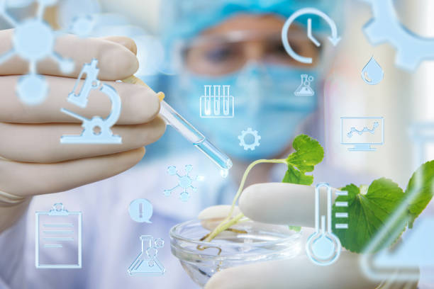istock Laboratory experiments were conducted with a sample of the plant . 956499474
