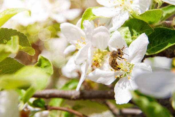 istock Bee pollinates a flower and collects honey . 956499480