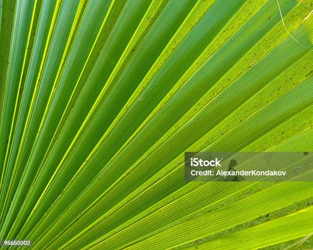 Palm Leaf Detail Stock Photo - Download Image Now - Abstract, Backgrounds, Bush