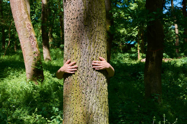 istock Female hands embracing tree trunk in a deep green forest with sunshine on spring day 956500660