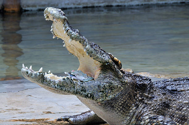 istock Crocodile protecting the money in his mouth 95650411