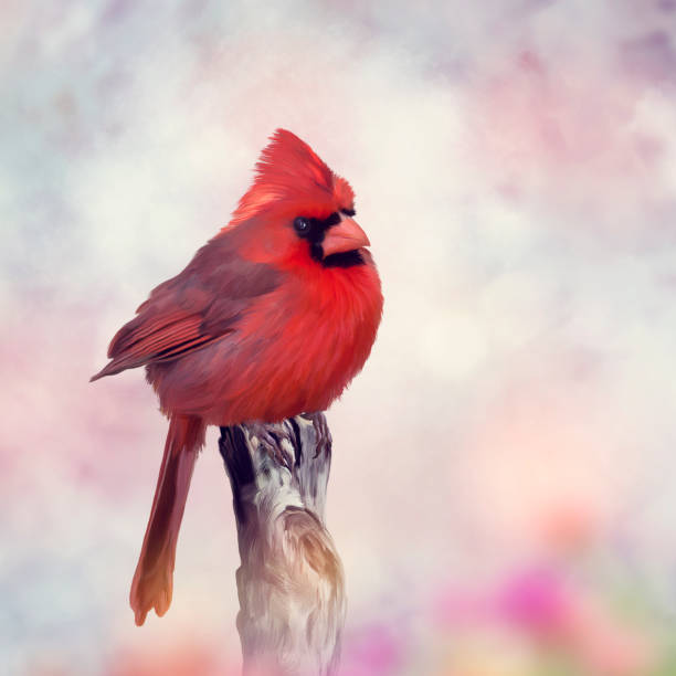 istock Male Northern Cardinal on a stump 956505458