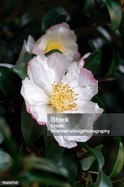 Camellia Sasanqua Pink Flower Stock Photo - Download Image Now - Camellia, Camellia sasanqua, Color Image
