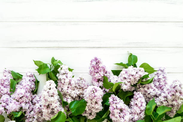 istock Spring lilac flowers on white wooden background. Flat lay, top view, copy space 956508254