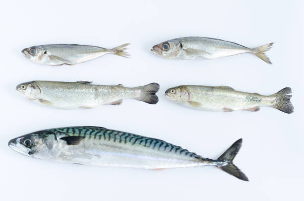 istock Group of five fresh fish on white background. Top view. 956509624