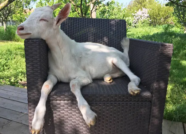 Cute goat kid pet sitting on garden chair