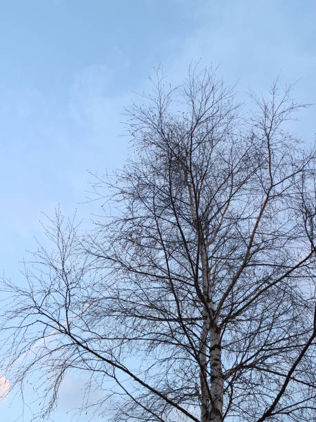 istock tops of trees against the sky 956513548