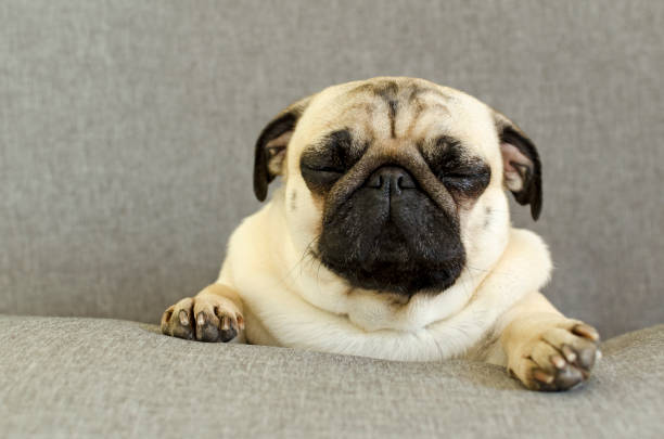 istock cute dog breed pug sleeping on sofa 956518900