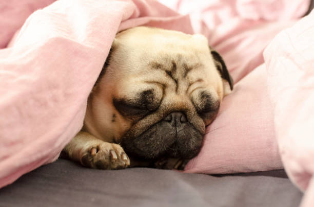 istock small cute dog breed pug sleeping in bad 956519004