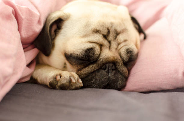 istock small cute dog breed pug sleeping in bad 956519094