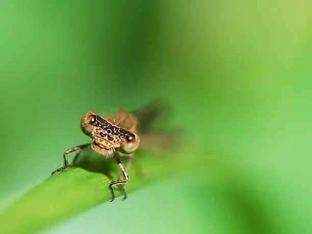 Photo of Dragonfly face