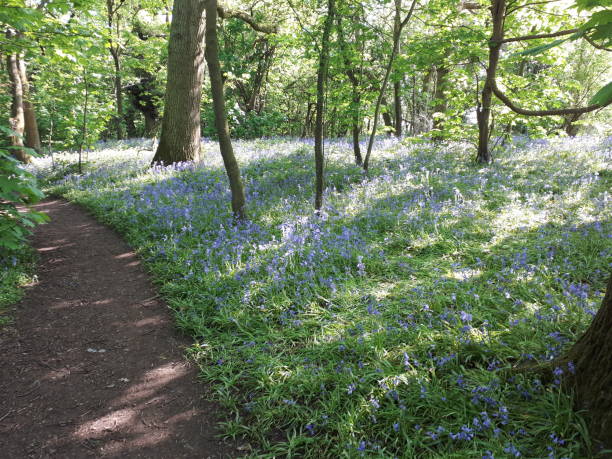 istock Bluebells in ancient woodland forest 956526830