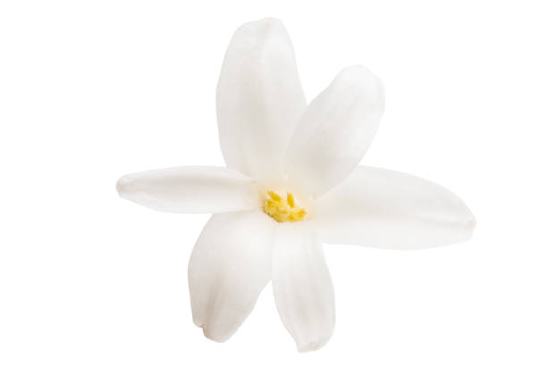 istock hyacinth flower isolated 956527316