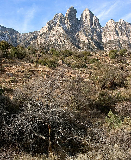 아기레 springsw/주엽나무, 뉴멕시코 - mesquite tree 뉴스 사진 이미지