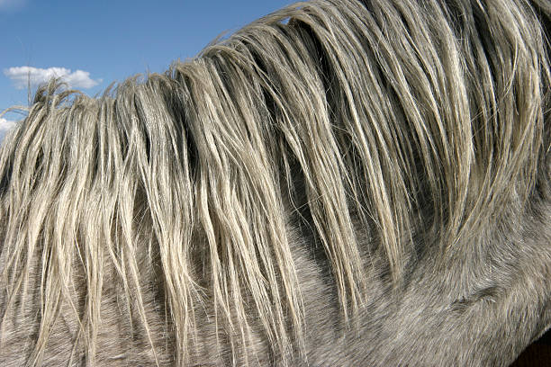 istock Horses mane, close up-photo Ron Keller 95653091