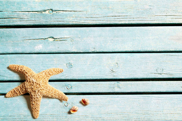istock Sea life on wooden blue boards 956531520