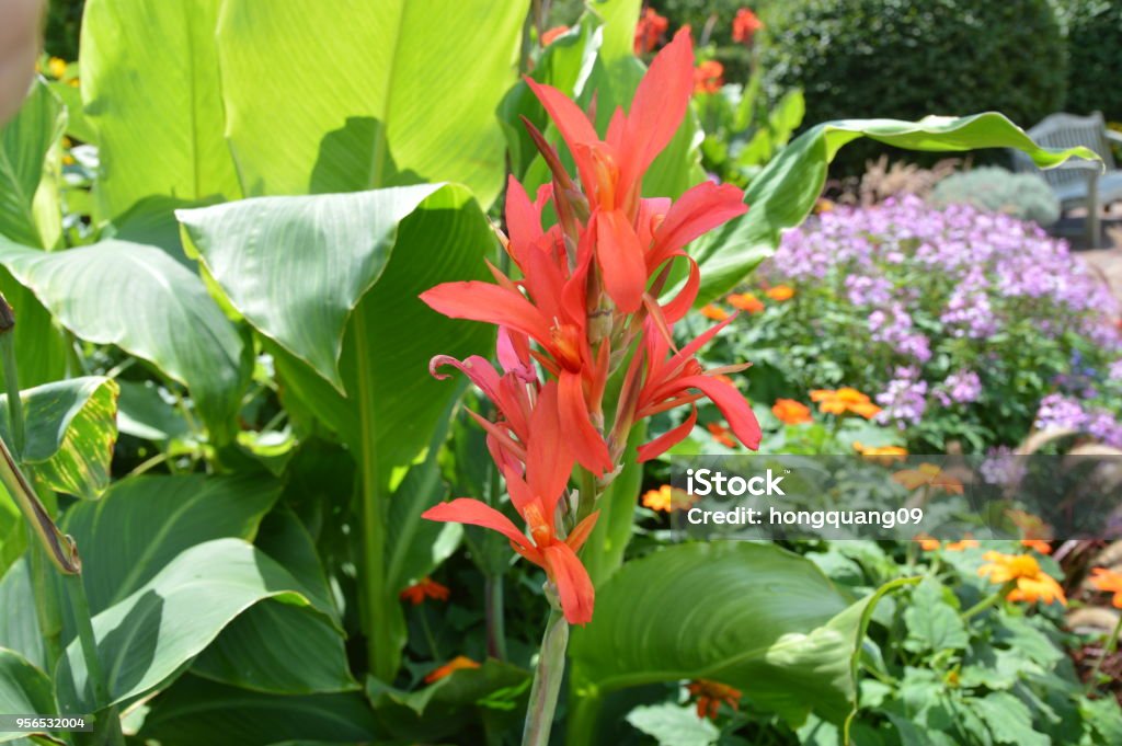 Tropical flower Beauty Stock Photo