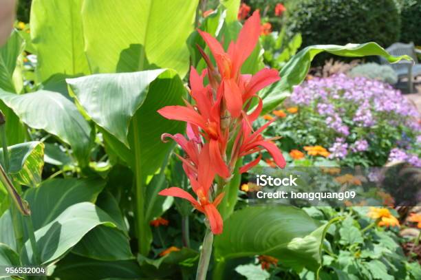 Tropical Flower Stock Photo - Download Image Now - Beauty, Blossom, Bouquet