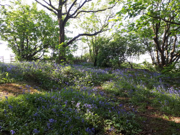 istock Bluebells in ancient woodland forest 956532512