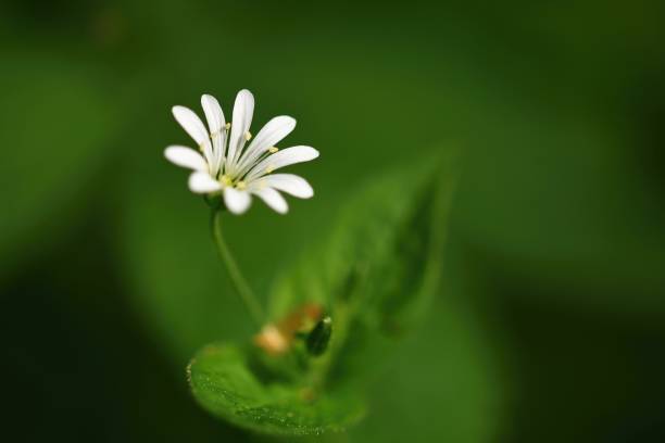 istock Beautiful little spring white flower. Natural colored blurred background with forest.(Stellaria nemorum) 956536832