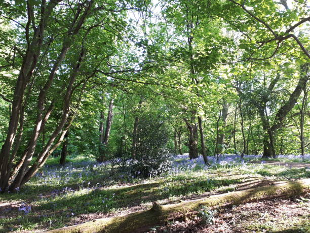 istock Bluebells in ancient woodland forest 956537492