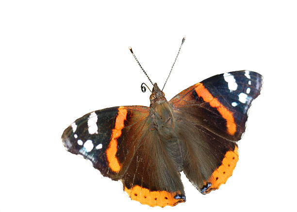istock Beautiful red butterfly on a white background. (Vanessa atalanta) 95654213