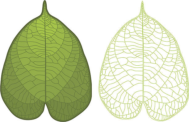 Bекторная иллюстрация Подробные листьев