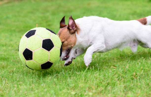 istock Dog playing with football (soccer) ball shows dribbling on high pace 956544256