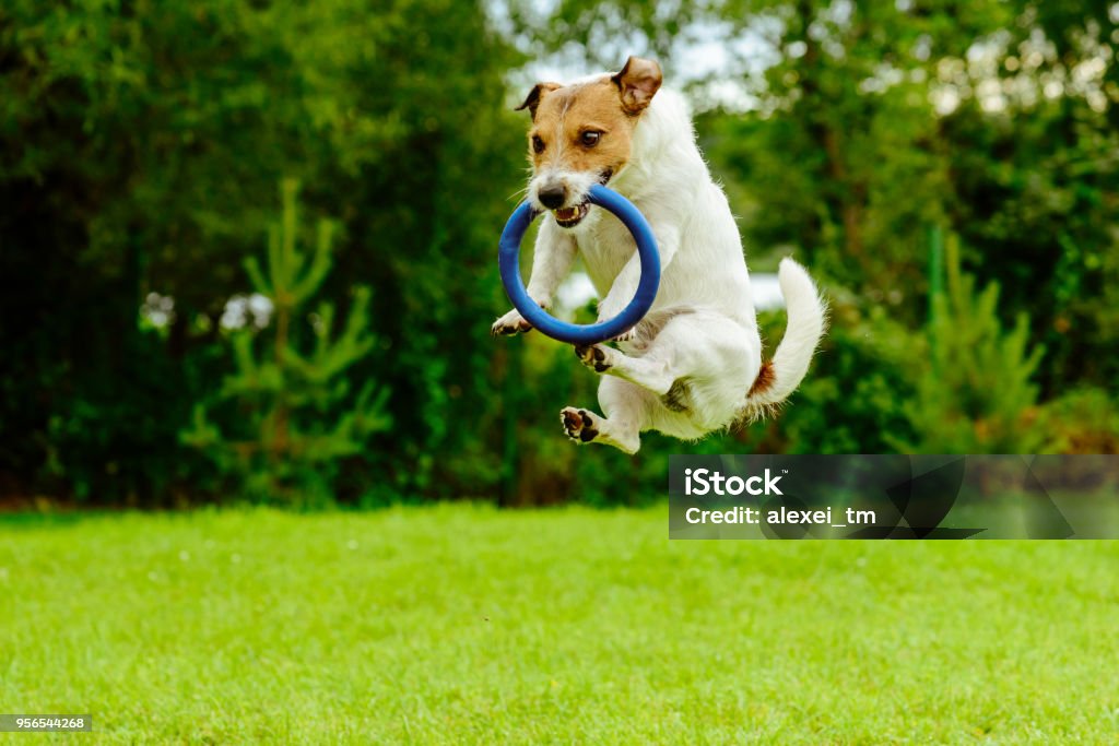 Gracioso perro en movimiento captura de juguete de sorteo anillo de salto - Foto de stock de Perro libre de derechos