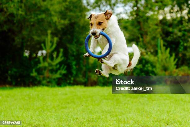Gracioso Perro En Movimiento Captura De Juguete De Sorteo Anillo De Salto Foto de stock y más banco de imágenes de Perro