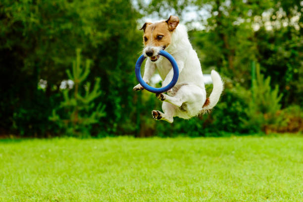 Funny dog in jumping motion  catching ring toss toy Jack Russell Terrier playing with blue ring puller stunt stock pictures, royalty-free photos & images