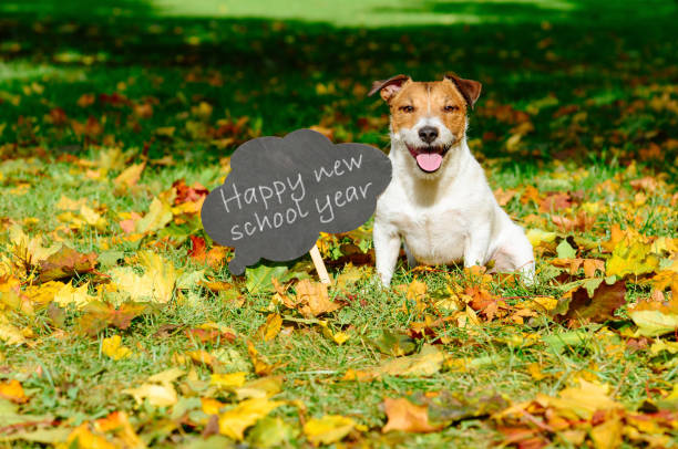istock Back to school concept with happy dog and greeting on blackboard 956544276