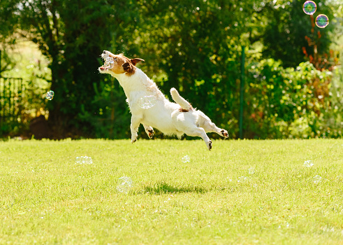 Jack Russell Terrier jumping and chasing bubbles
