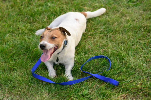 istock Happy dog after long walk on leash lying down on grass and having rest 956544294