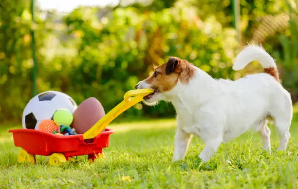 Photo of Concept of fun summer activities with dog and many sport balls