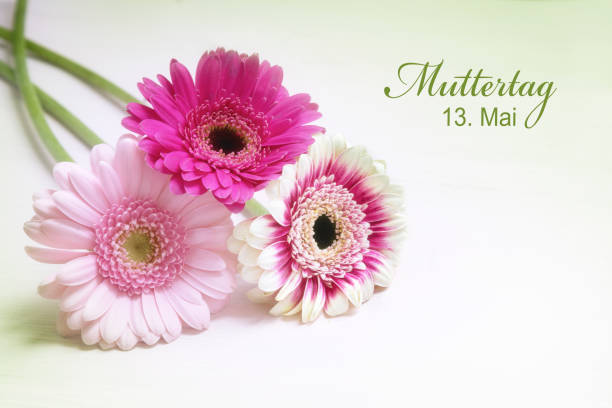 istock three gerbera flowers in pink and white on a bright background with copy space, greeting card with german text Muttertag 13. Mai, meaning Mother's Day May 13 956554298