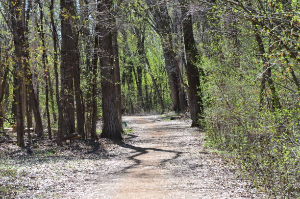 istock Hiking path in the woods 956555284