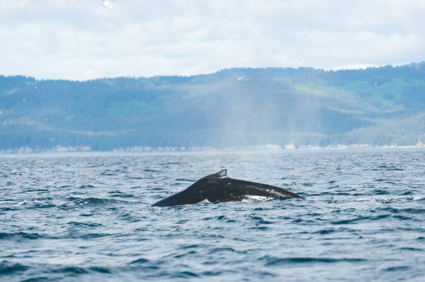 istock Whales in the Wild 956555692