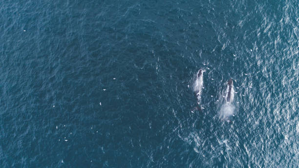 istock Whales in the Wild 956555738