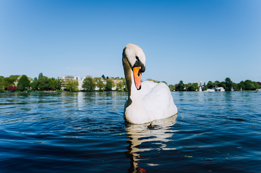 Cute white grace swan anteverted head on the Alster lake on a sunny day in Hamburg