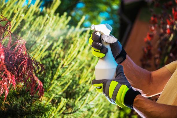 istock Insecticide Garden Plants 956564380