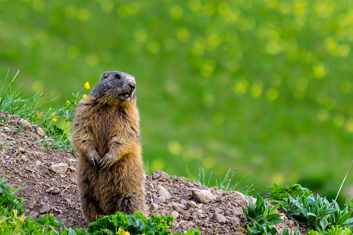 Marmot (Groundhog) standing in alarm position on blossoming meadow