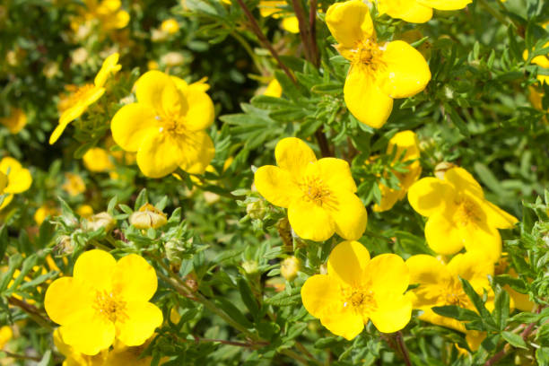 Yellow flowers potentilla fruticosa goldfinger in nature. wallpaper Yellow flowers potentilla fruticosa goldfinger in nature. wallpaper. Photo format horizontal potentilla fruticosa stock pictures, royalty-free photos & images