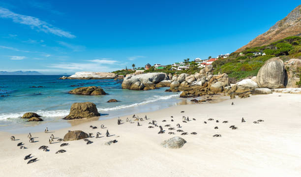 Boulder Beach in Cape Town Boulder Beach with African Penguins and white sand by the Indian Ocean near Cape Town, South Africa. boulder beach western cape province photos stock pictures, royalty-free photos & images