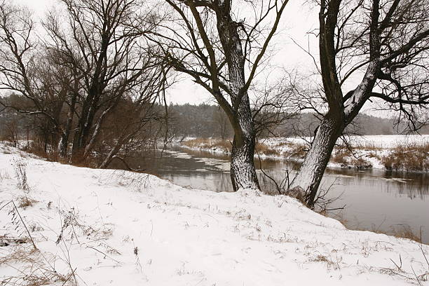 Trees on  River in the Harsh Winter . stock photo