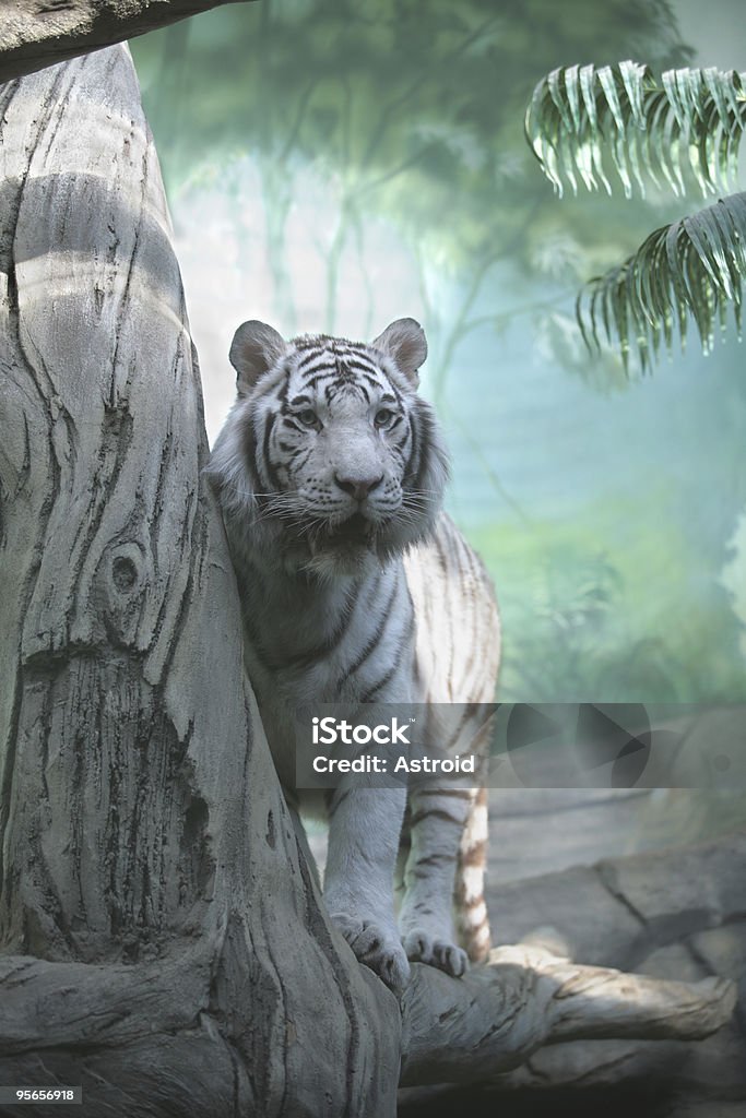 White Tiger White Tiger in Green Semidarkness of Indian Jungle Tree Stock Photo
