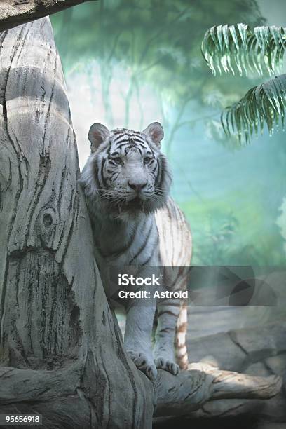 White Tiger Stock Photo - Download Image Now - Tree, Tiger, Strength
